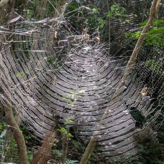🕷️🕸️