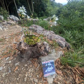 切株からお花が🌼