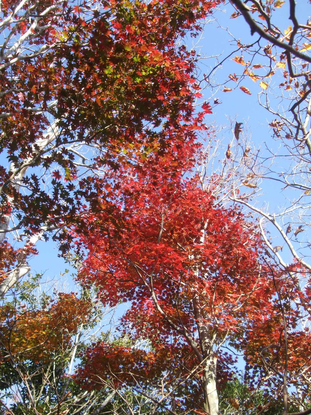 下山も紅葉を楽しんで。