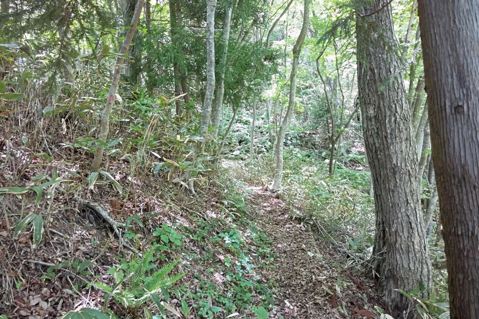 小五郎山登り口-小五郎山 往復コースの写真