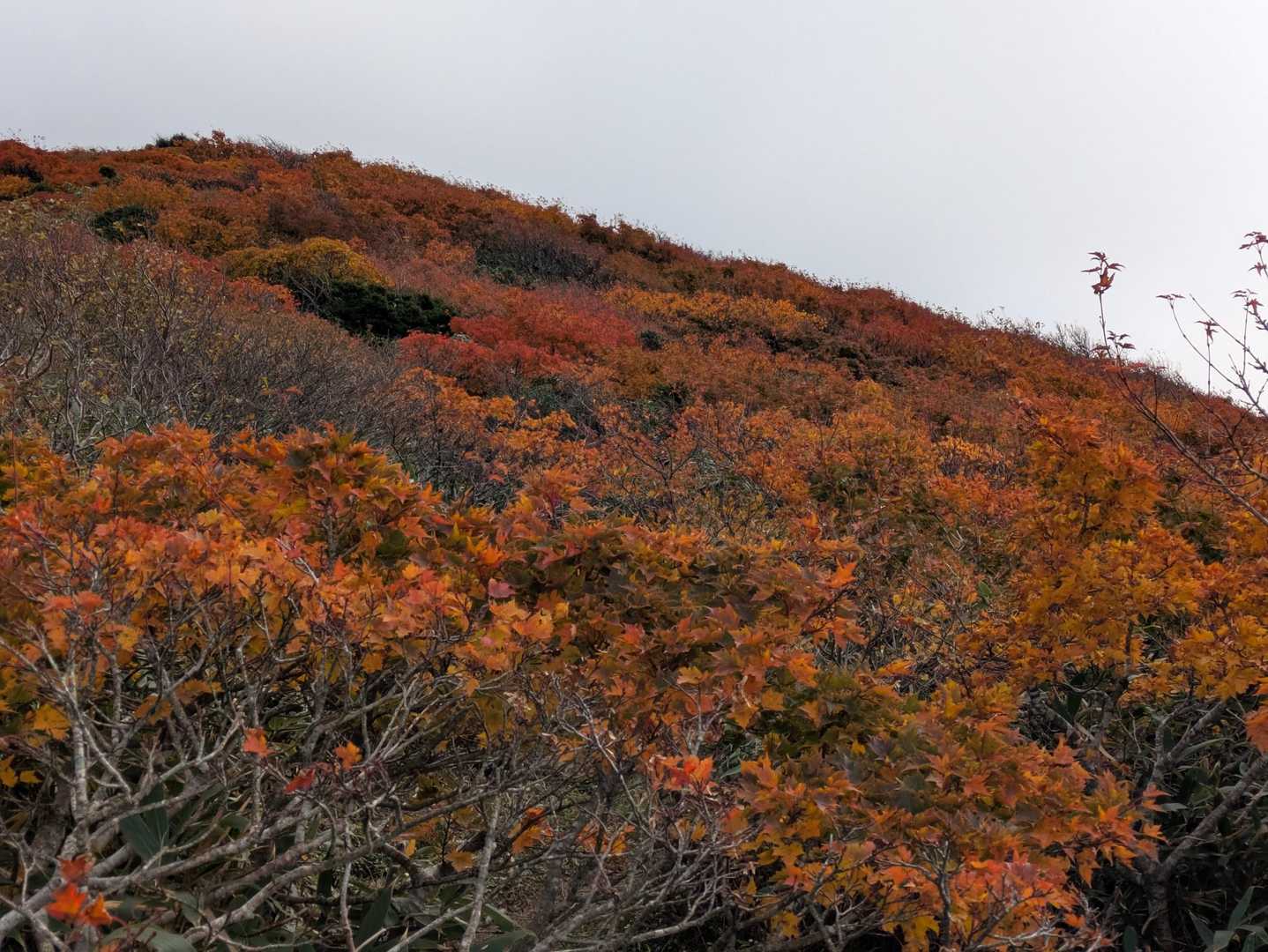 🍁🍁