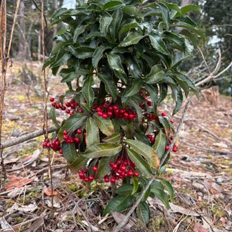 ちょっと早いけどクリスマス気分🎄