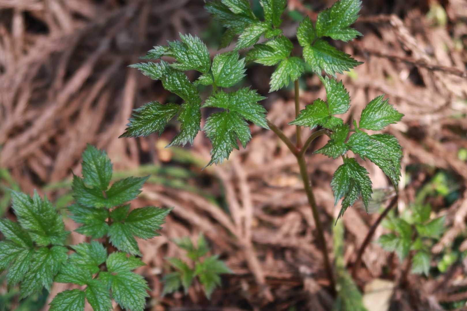 指が薪割りできるレベルまで治ってないので、プラっとハチへ〜
ミズも出てきた🌿