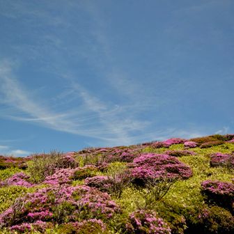 今回、MK🌸の代表格とされている平治岳や大船山には行けなかったけど