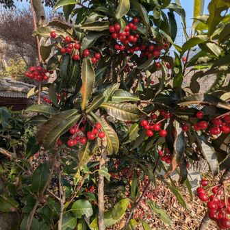 千両、万両、南天のどれかな？　万両かな？