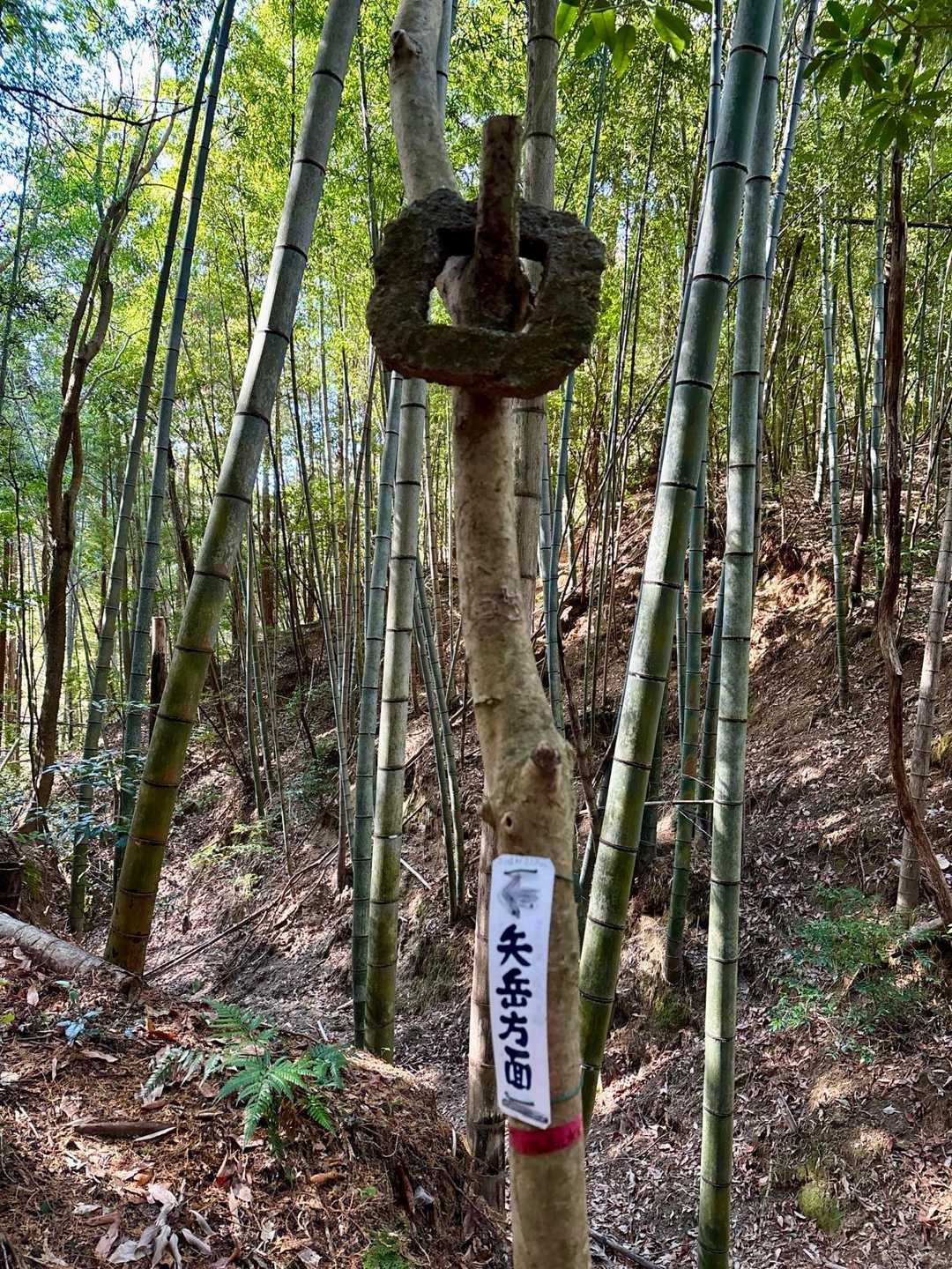この古代のお金みたいなものが気になる🤔