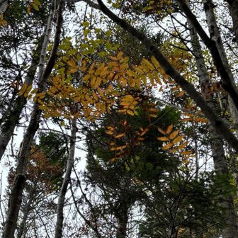 ナナカマド🍁