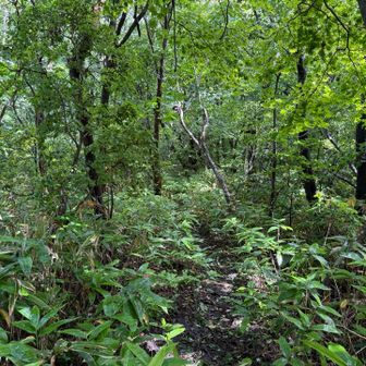 さて下山。雨でむっちゃ滑る。