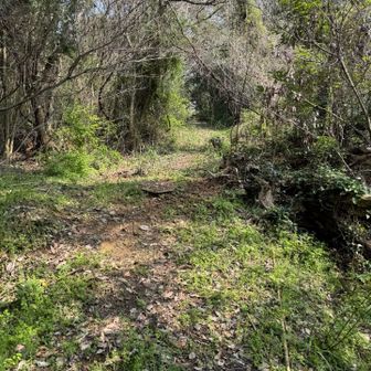この登山道も夏は草ボーボー蜘蛛の巣地獄パターン。