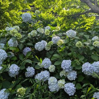 あちこちに紫陽花💙
