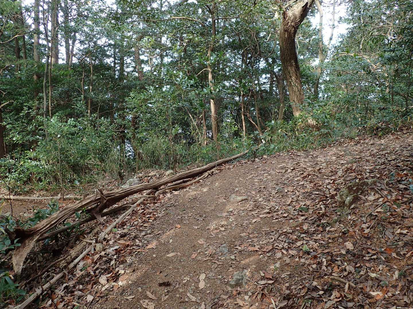 ここから南山中道（仮称）に進む。南山はこのあたりを言う。字で言うと「神石」なので「神石中道」でもいいなあ。