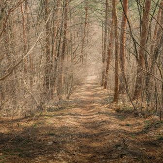 ふかふかトレイル