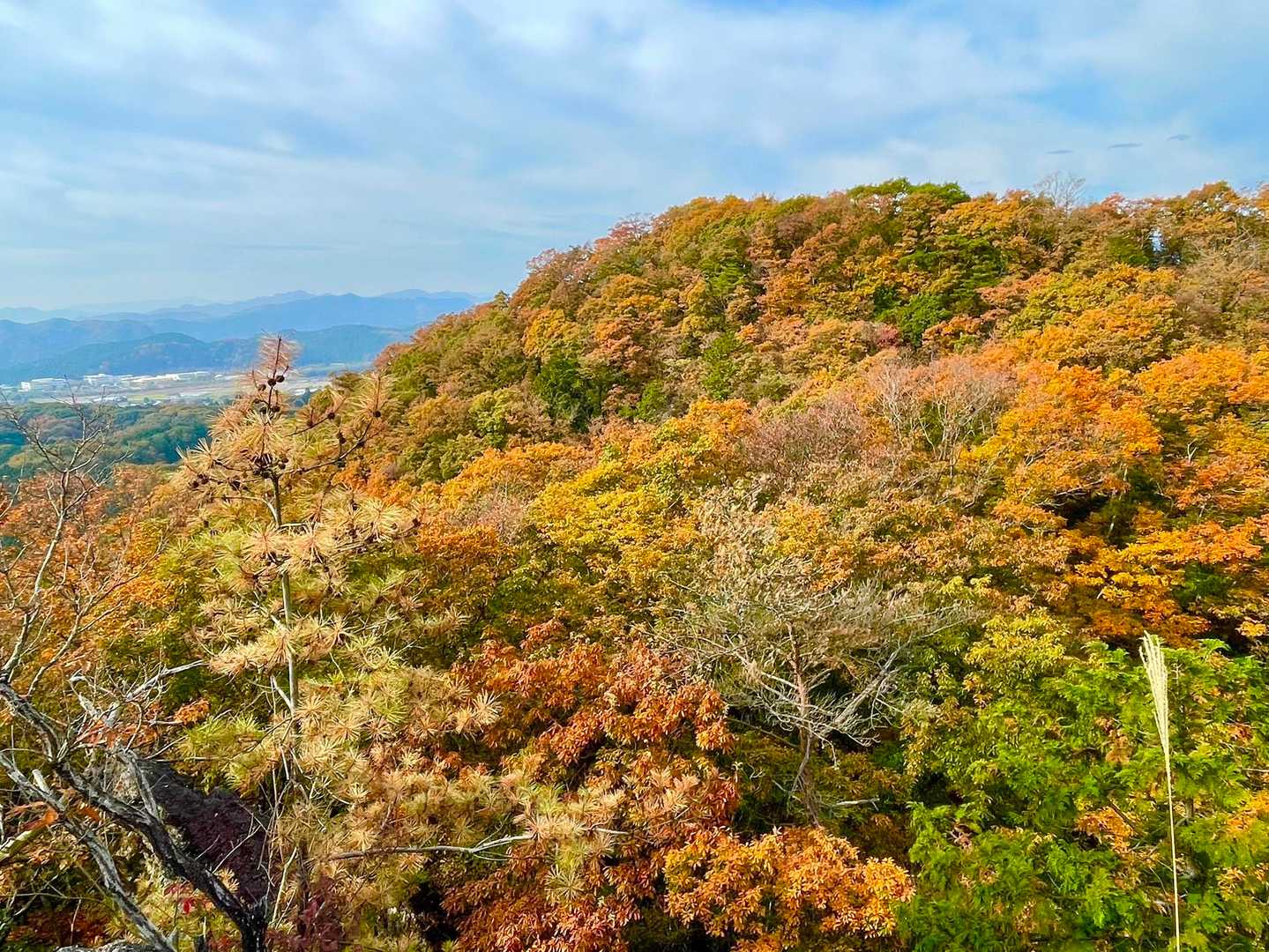 遠目で見ても頃合だなあと思ってたから、このタイミングで来れてよかった😊