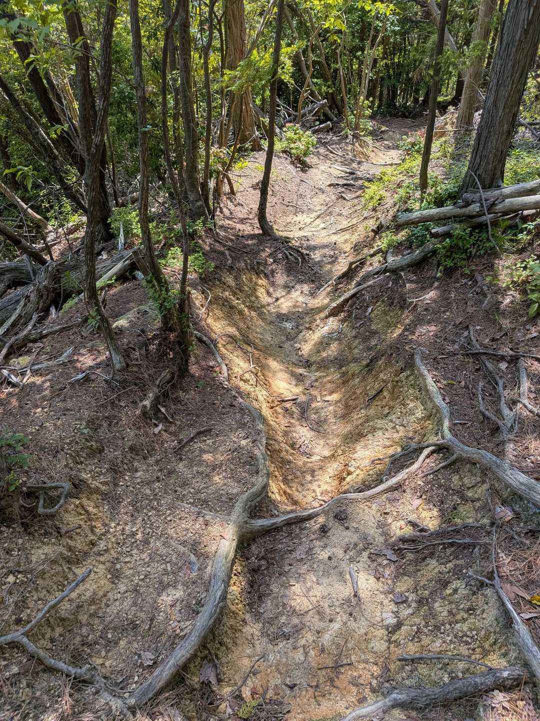 いつしかコブを越え、峠に向かって下る