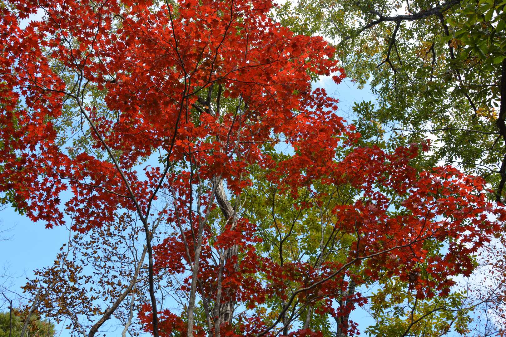 紅葉の間近からの写真①