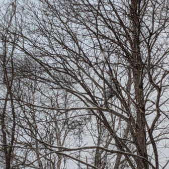 登山口出てまもなくの場所に、
鳥がたくさんいました〜🐦️✨

すごく楽しい山行でした✨

山友さん、阿部さん、峰越さん、
ありがとうございました✨⛰️