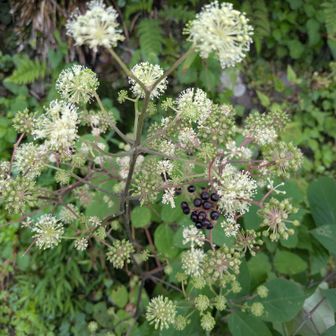 ウド（独活）の花
線香花火🎇みたい