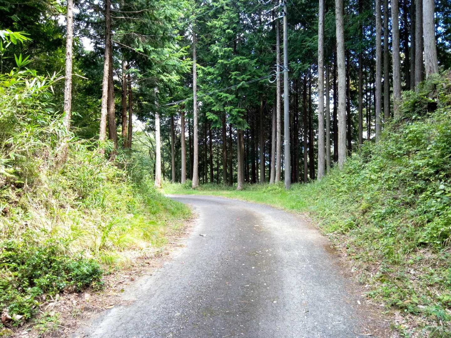 　さらに80mほど進んだ場所である。林道の両側は杉の木立となっている。