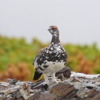 この子はまだ冬毛が少し残ってるね
それとも仕様ですか？