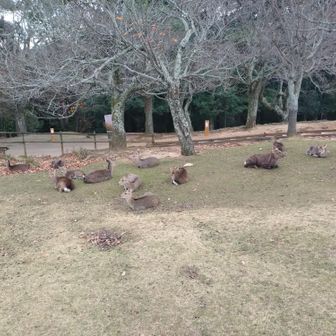 しかしかしかしかしかしか