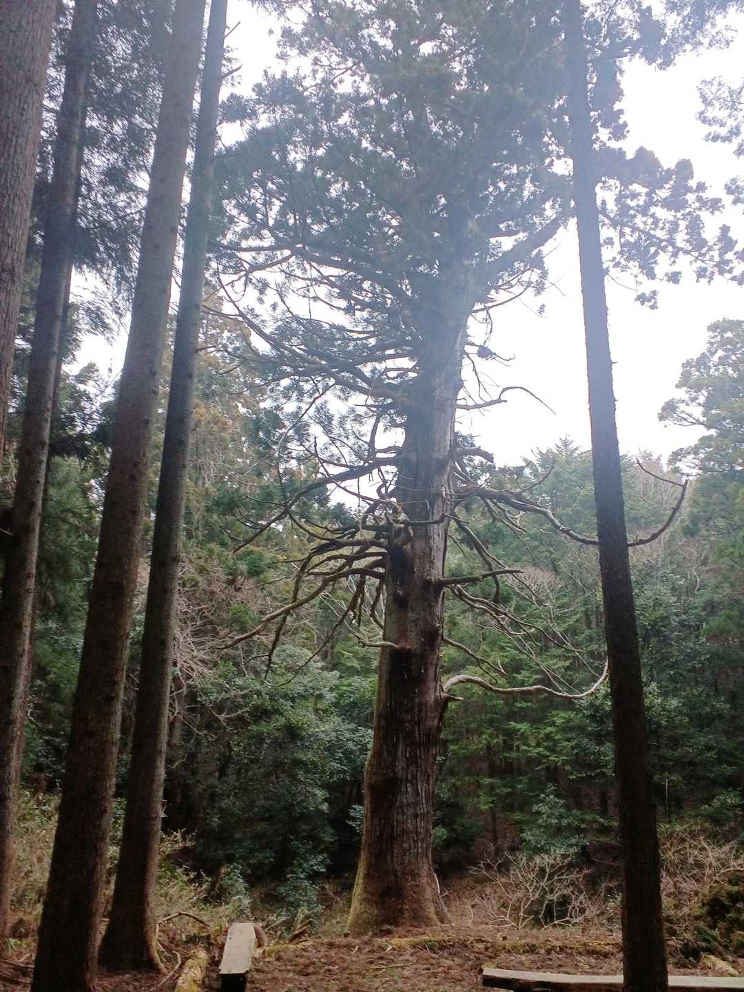 堂山の一本杉