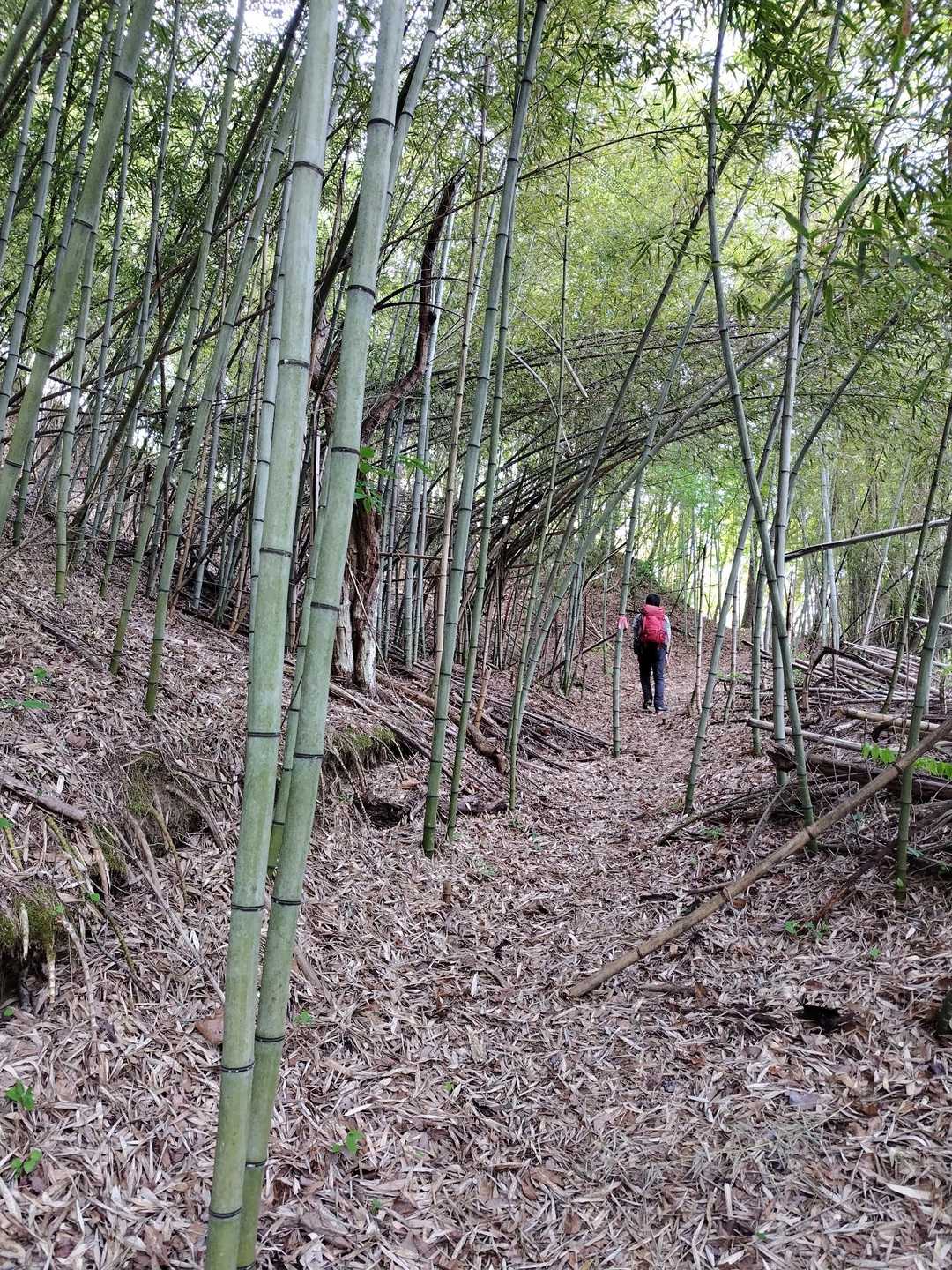 駐車場への戻りは竹林
変化があってとても楽しめました🙆