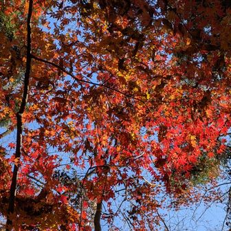 スポットライトが映えます。