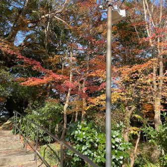 シーズンラストの紅葉