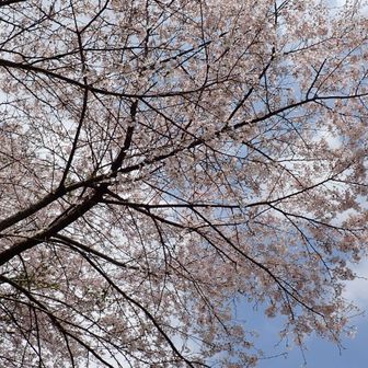 月廻り公園の桜は満開でした、らくだ岩ありがとう🌸