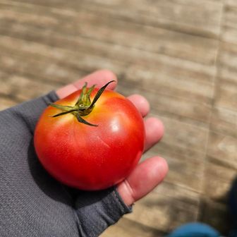 行動食にトマトを持ってきてみました
これも有りです