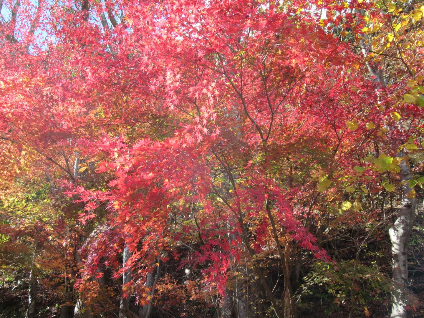 紅葉🍁