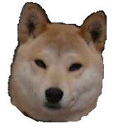 柴犬サクラ