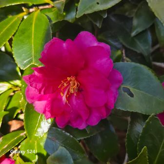 色鮮やかな寒椿♥️