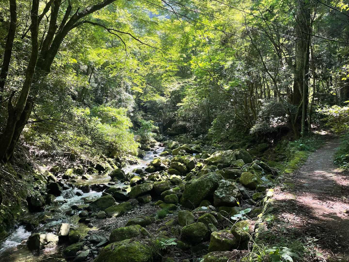 緑が素晴らしい👍🏻