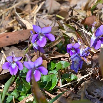 山頂に咲くニオイタチツボスミレ