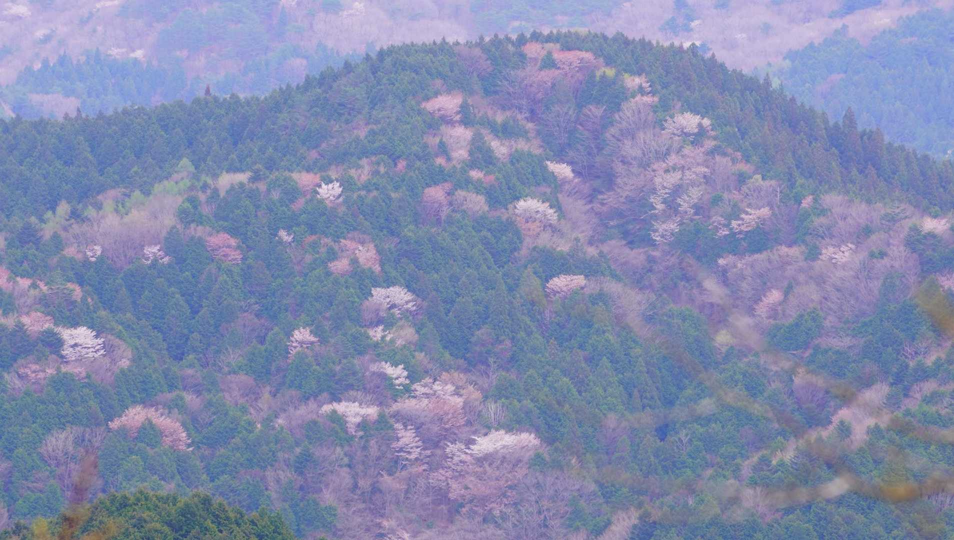 展望台〜山桜がきれいなので撮ったけどモヤッとしてる💬