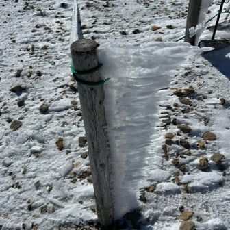 すごいエビの尻尾