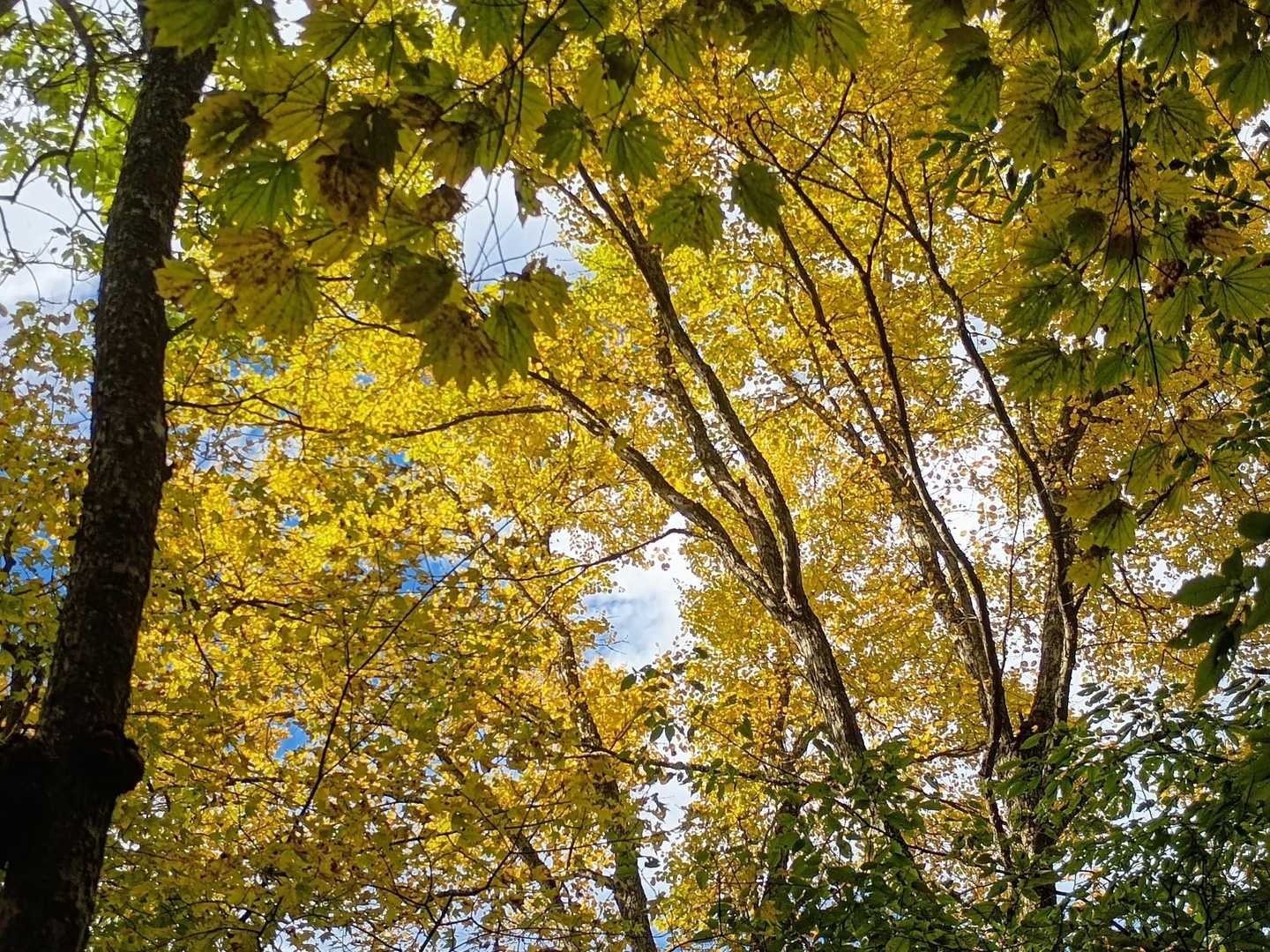 標高だけではないのが🍁の奥深さか！