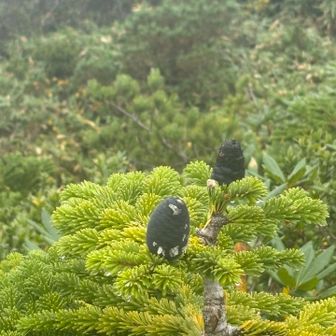 松ぼっくり
黒いのはなんでかしら？
そういうもんかな