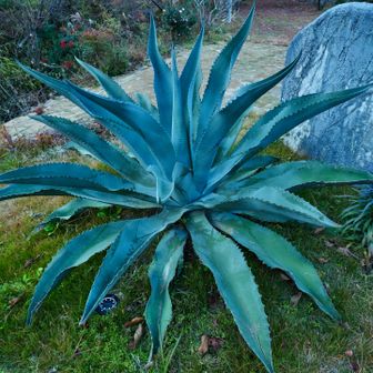 ヤバい植物。
でもかっこいいね。
それではお疲れ山。