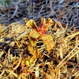 枯れた  
リンドウ