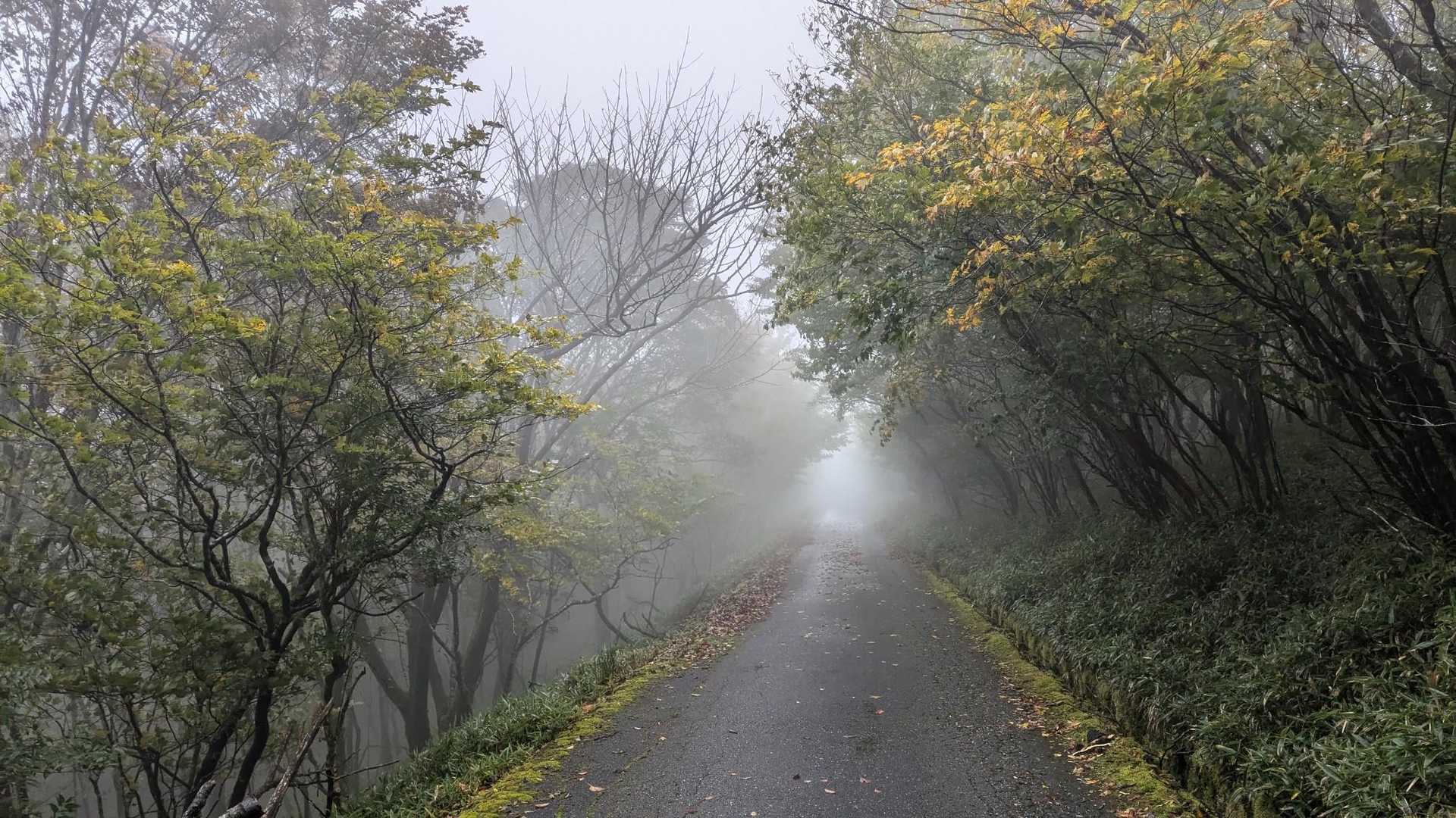 通ってないルートは途中まで車で来れる道でした、ガスガスであんまり見えませんが、この辺も紅葉したら良さそう