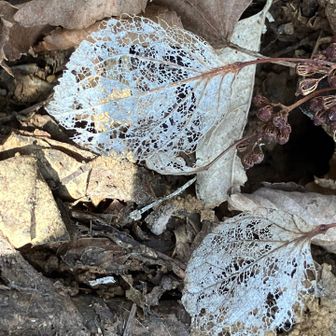 レースの葉っぱ
誰の仕業？😆