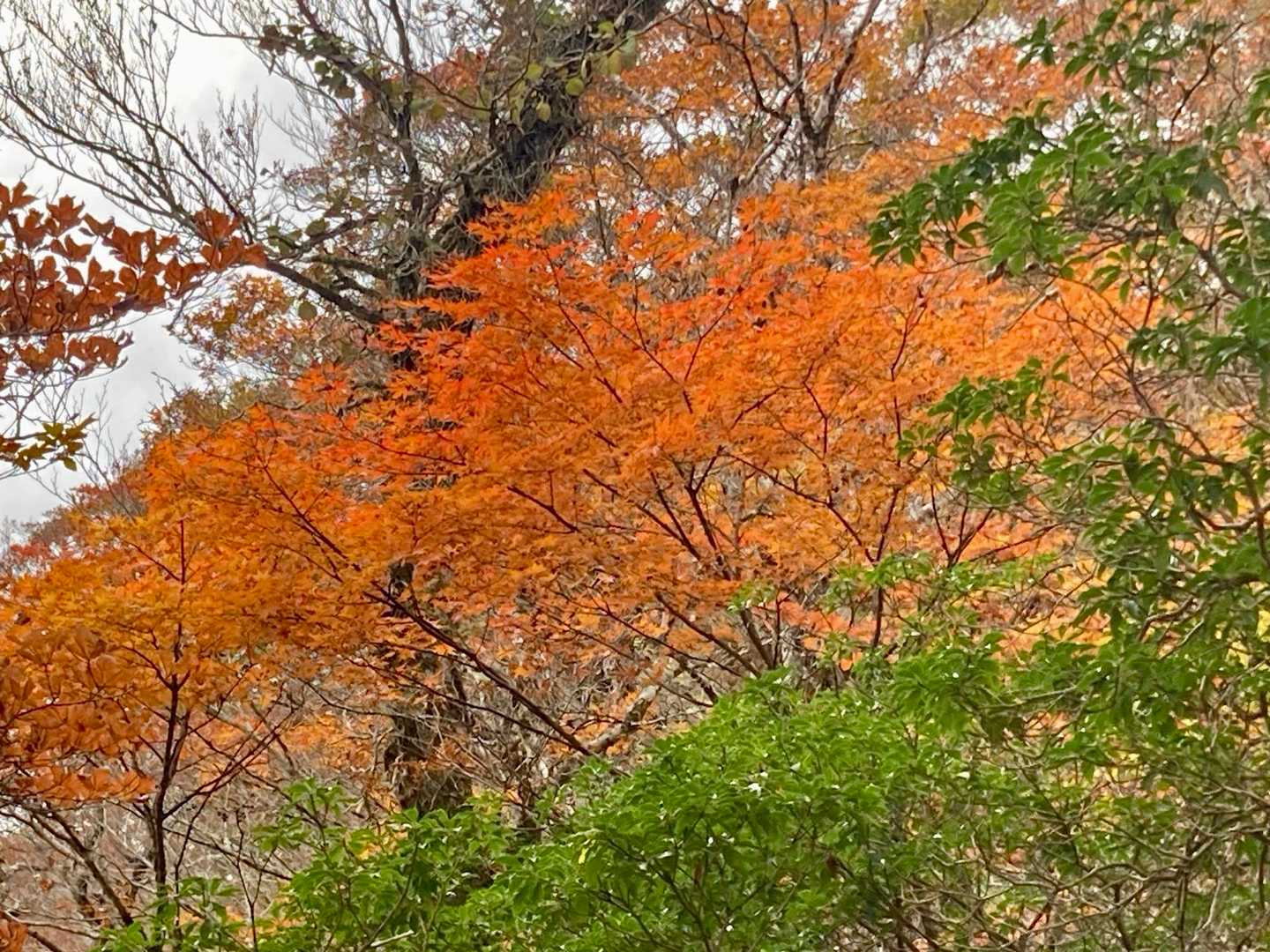 🍁