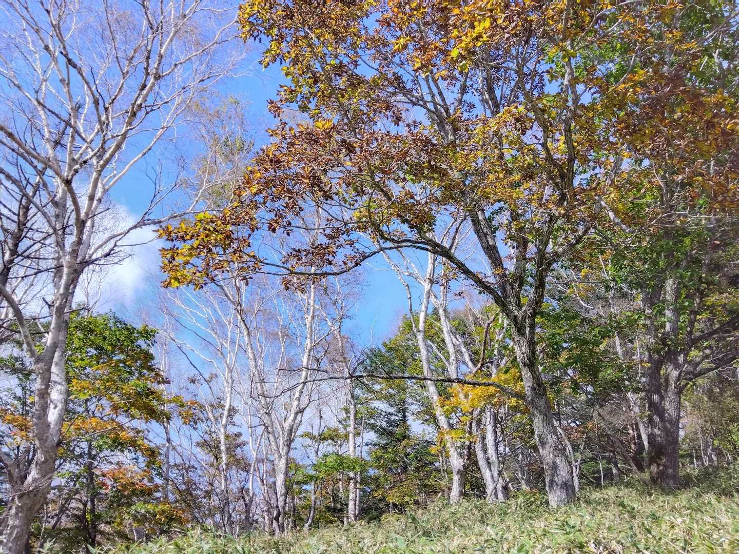 紅葉ぐらいしか見所がないので📸