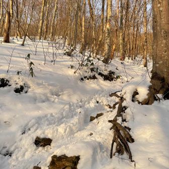 トレースあり、歩きやすい