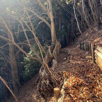 これは根っこ？何て力強い✨