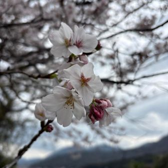 さくら🌸
咲いてる😊

おつかれ山でした🙌