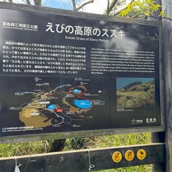 えびの高原のススキ🌾は赤い火山ガスの影響で赤くなったことでえびの高原と名付けられたと説明されている