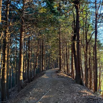 帰り道。日の当たり方が良い